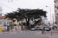 40 boulevard des Canuts, cèdre.