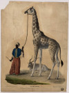 Girafe, dessinée d'après nature, à Lyon le 8 juin 1827.
