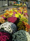 Marchand de fleurs vers le cimetière de Loyasse.