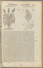Histoire générale des plantes T2