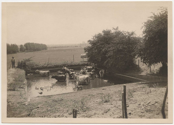 [Ferme de Mionnay : bétail dans une pièce d'eau lors de la sécheresse de 1921] / [E. Poix]. [1] photographie : tirage papier N.B. ; 13 x 18 cm Reproduction : pas de négatif.
