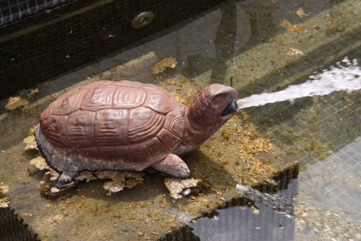 Jardins du Parking, bassin avec tortue.