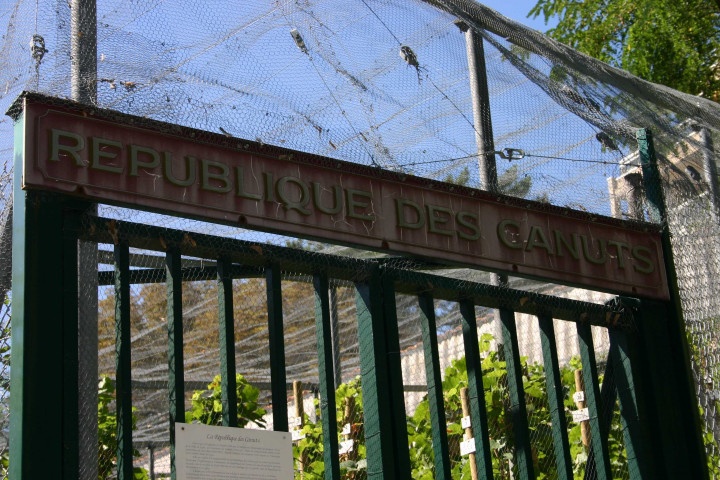 Vigne "République des canuts".