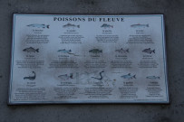 Ecole de pêche, panneau explicatif des poissons du fleuve.